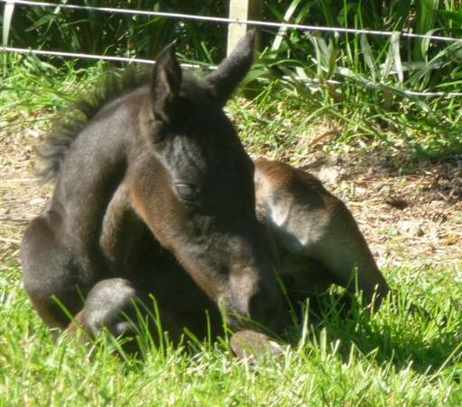 pentire foal