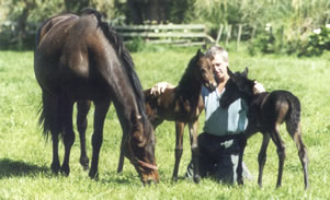 horse twins