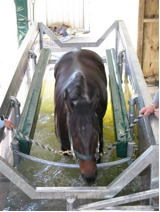 water treadmill