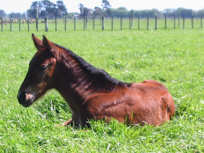 foal