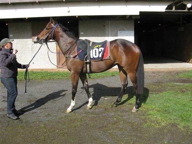 Lot 102 One Cool Cat / Down View