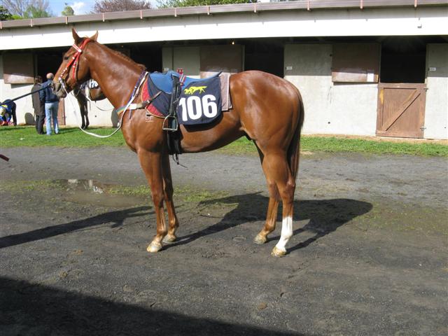 Lot 106 Patapan /Dubbe