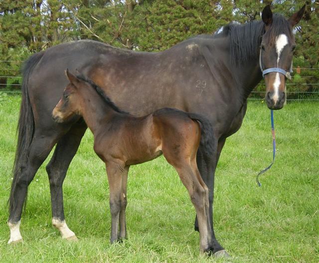 Dubai Belle as foal