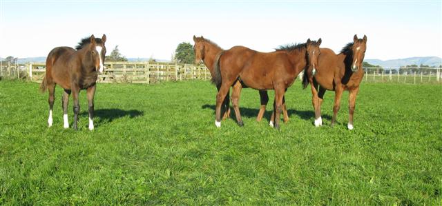 mangatiti bloodstock, agistment, grazing